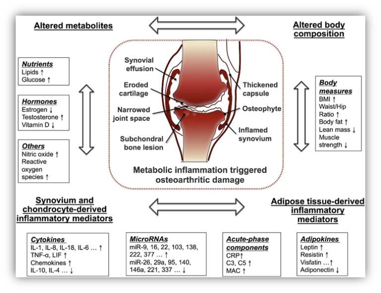 ‘Wear’ are we with Osteoarthritis? – Marcus Blumensaat Clinical Education